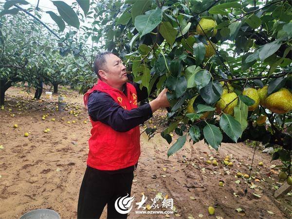 九游体育app娱乐赶巧莱阳梨锻真金不怕火采收的要道期-九游体育app官网下载IOS/安卓全站最新版下载